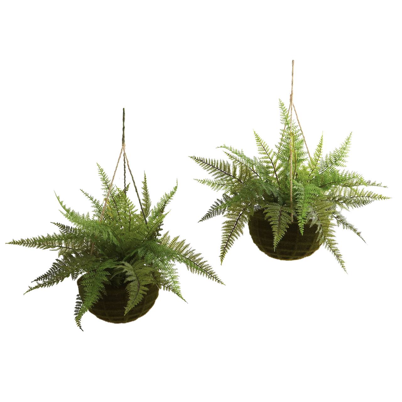 13'' Leather Fern in Mossy Hanging Basket, 2ct.